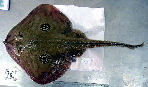 Leucoraja melitensis_04.jpg